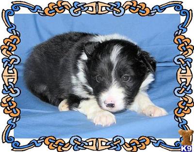 Shetland Sheepdog Puppies for Sale
